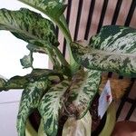 Dieffenbachia seguine List