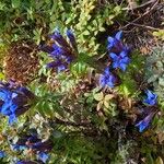 Gentiana septemfidaFlower