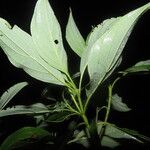 Cornus disciflora Blatt