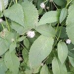 Dipsacus pilosus পাতা