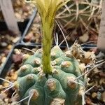 Matucana madisoniorum 葉