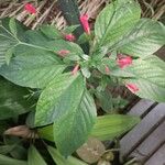 Ruellia brevifolia Blomst