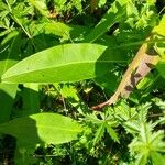 Succisa pratensis Leaf