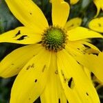 Rudbeckia nitida Квітка