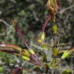 Genista scorpius Fruit