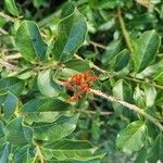 Combretum paniculatumΛουλούδι