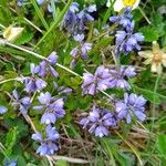 Polygala alpina Fleur