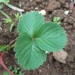 Fragaria × ananassa Feuille