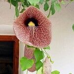 Aristolochia elegans Квітка