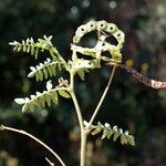 Hippocrepis multisiliquosa Tervik taim