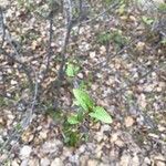 Shepherdia canadensis Leaf