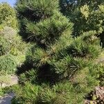 Pinus heldreichii Hábito