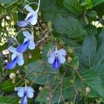 Rotheca myricoides फूल