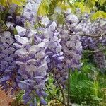 Wisteria sinensisBlodyn