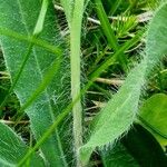 Hieracium villosum Bark