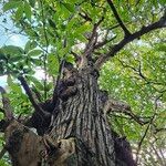 Castanea sativa Ekosanga