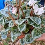 Cyclamen africanum Flower