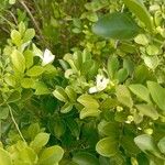 Murraya paniculata Flower