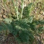 Thapsia villosa Leaf