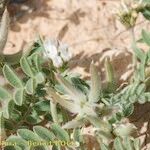 Astragalus stella Other