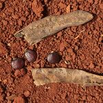 Millettia eetveldeana Fruto