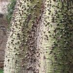 Ceiba speciosa Bark