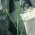 Paspalum distichum 整株植物