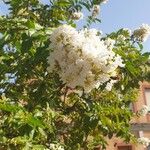 Lagerstroemia speciosaBlomma