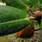 Rhododendron campanulatum Deilen