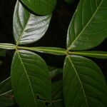 Inga densiflora Leaf