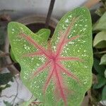 Caladium bicolorHostoa