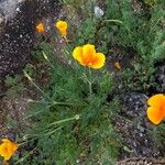 Eschscholzia californicaBlomst