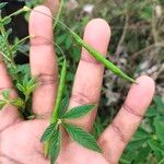 Cleome spinosa Frutto