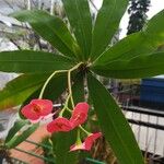 Euphorbia milii 葉