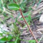 Salix glabra Bark