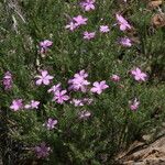 Phlox caespitosa Hábito