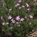 Phlox caespitosa ശീലം