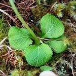 Moneses uniflora Leaf