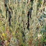 Artemisia caerulescens ᱥᱟᱠᱟᱢ