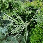 Salix rosmarinifolia Blatt