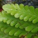 Dryopteris cristata List