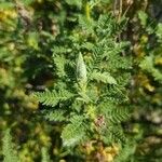 Chamaebatiaria millefolium Leaf