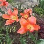 Tulipa kaufmanniana花