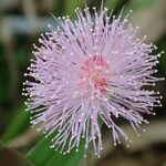 Mimosa pudica Kvet