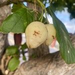 Cordia dodecandra Plod