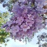 Jacaranda mimosifoliaFlower