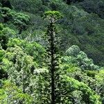 Araucaria bernieri Vekstform