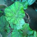 Begonia handelii Folha