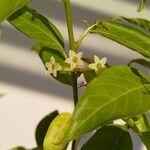 Cestrum nocturnum Flower