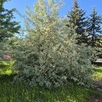 Elaeagnus angustifolia Habit